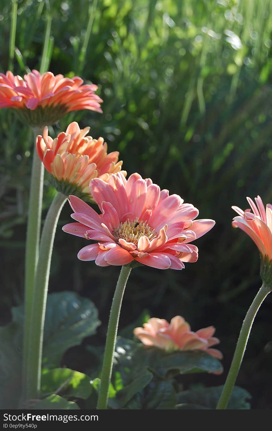 Close up of pink Dahlia flowers in green garden on sunny day.