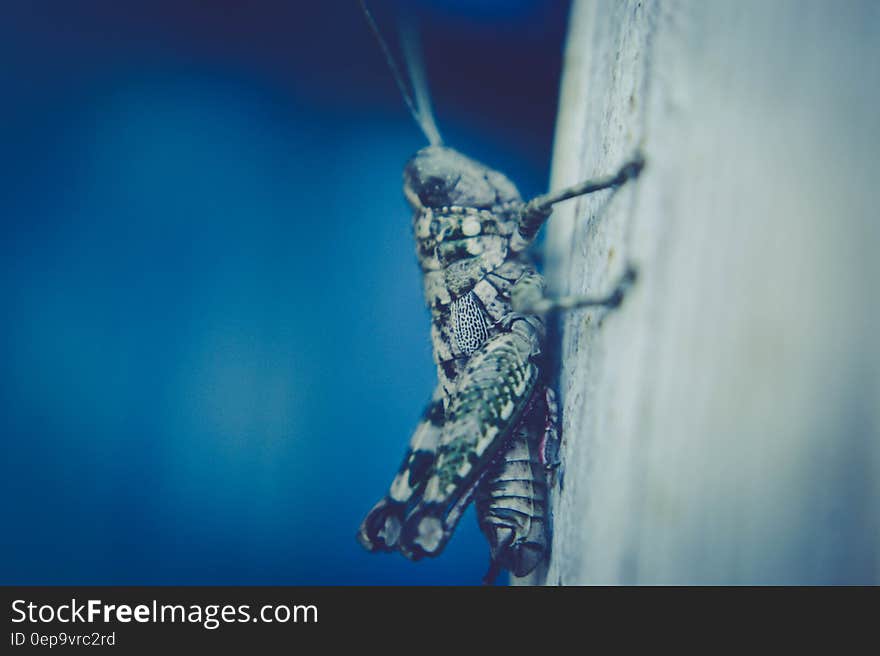 Close up of grasshopper or katydid on wood plank with blue background.