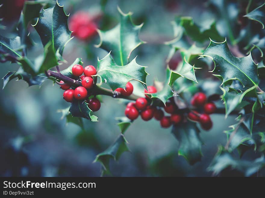 Red Berry Plant