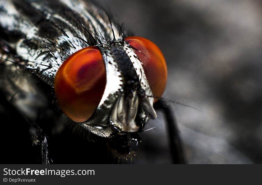 Close up on the red eyes of a fly or insect. Close up on the red eyes of a fly or insect.