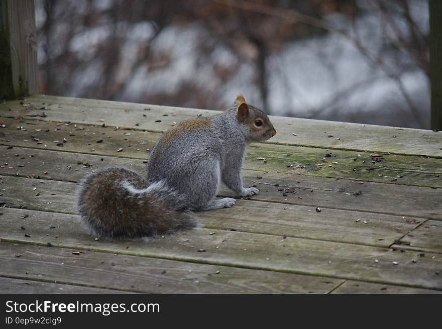 Brown squirrel standing outdoors on wooden deck. Brown squirrel standing outdoors on wooden deck.