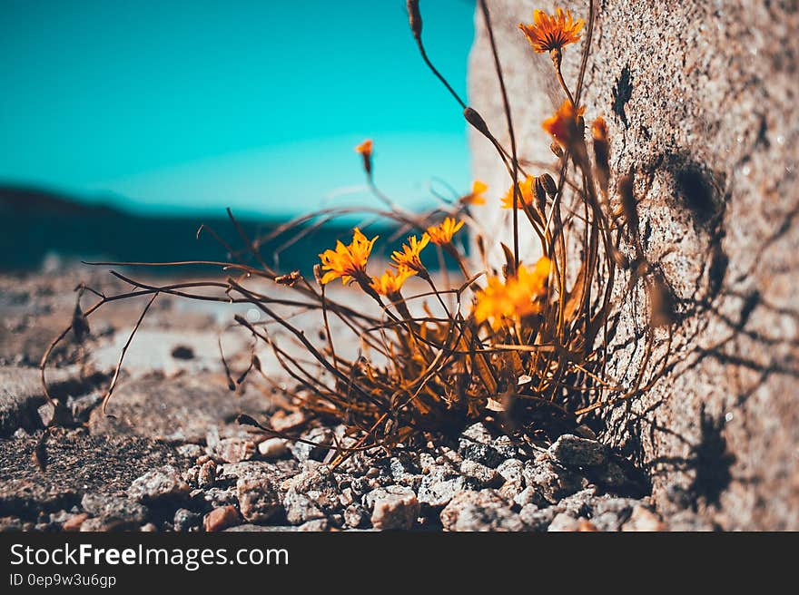 Yellow Petaled Flower Besides Brown Stone