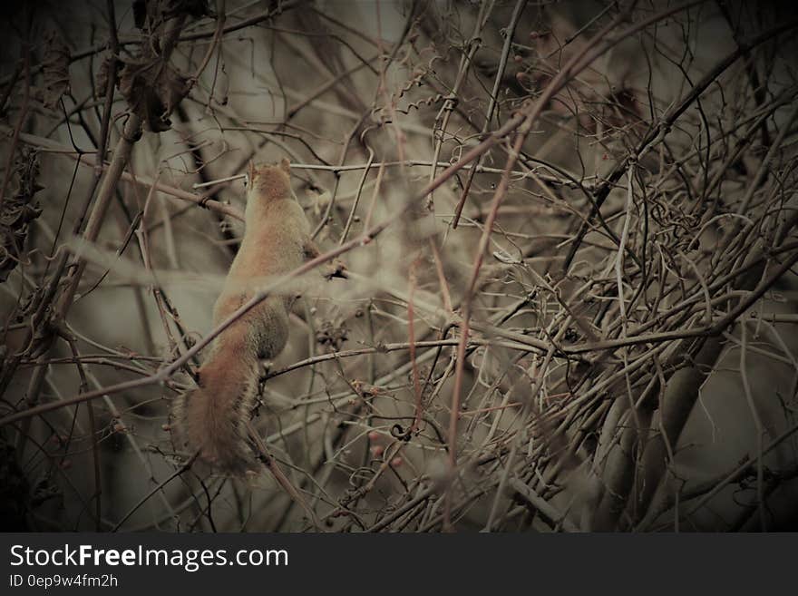 Brown squirrel climbing branches outdoor on sunny day. Brown squirrel climbing branches outdoor on sunny day.