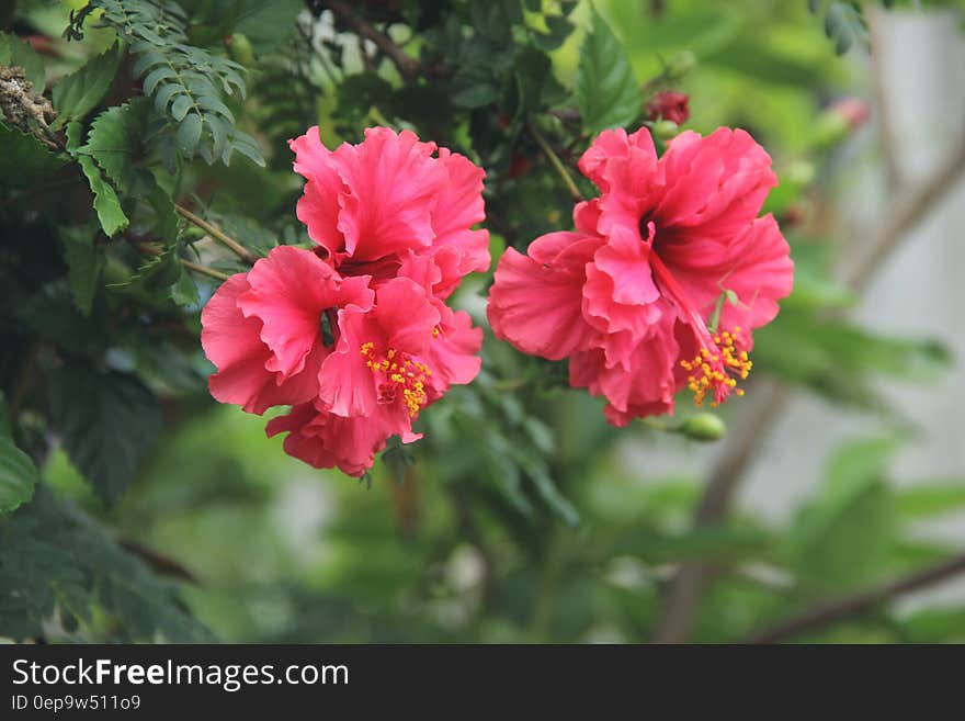 Red Hibiscus flowers on green bush in sunny garden.