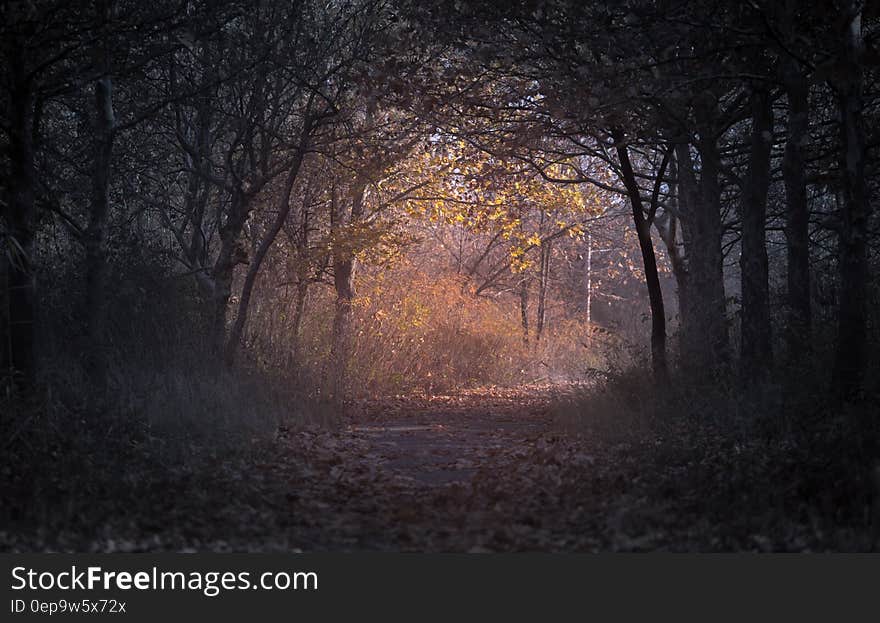 Forest during Dawn