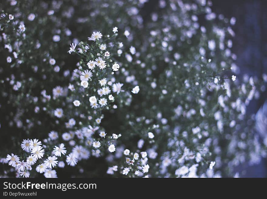 Close-up of Flowers