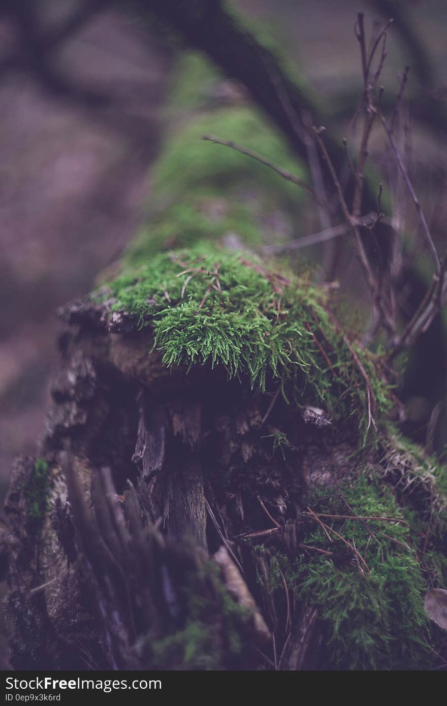 Close-up of Fresh Green Plants