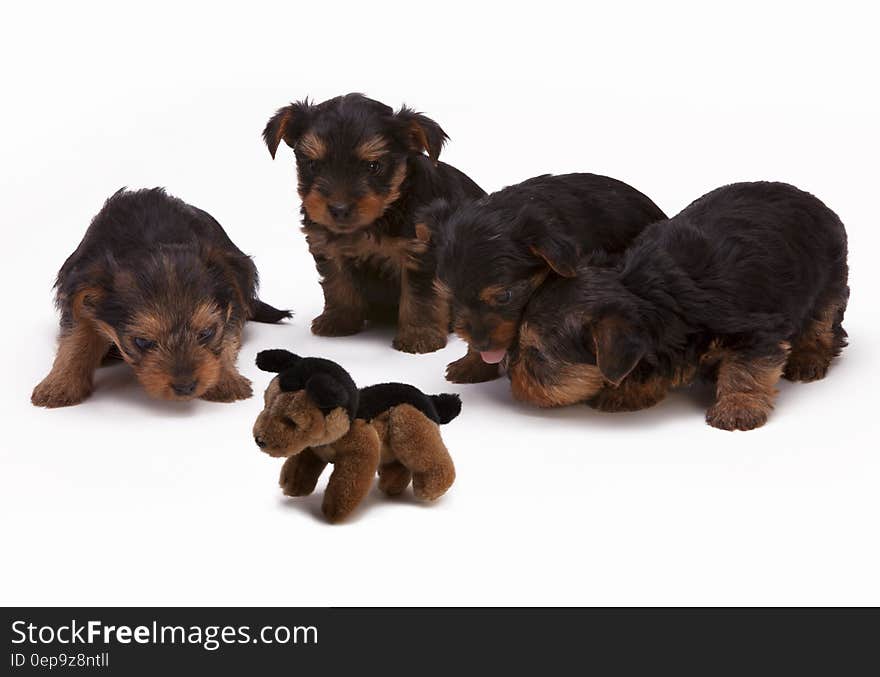 Black and Brown Long Haired Puppies