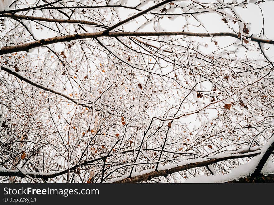 Ice and snow on bare tree branches against overcast winter skies. Ice and snow on bare tree branches against overcast winter skies.