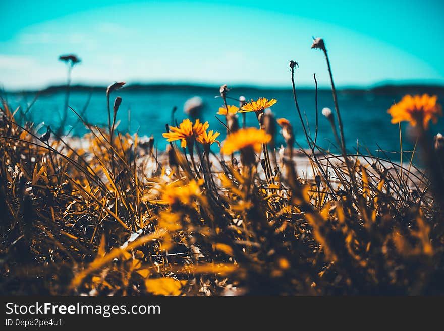 Macro Shot of Sunflowers