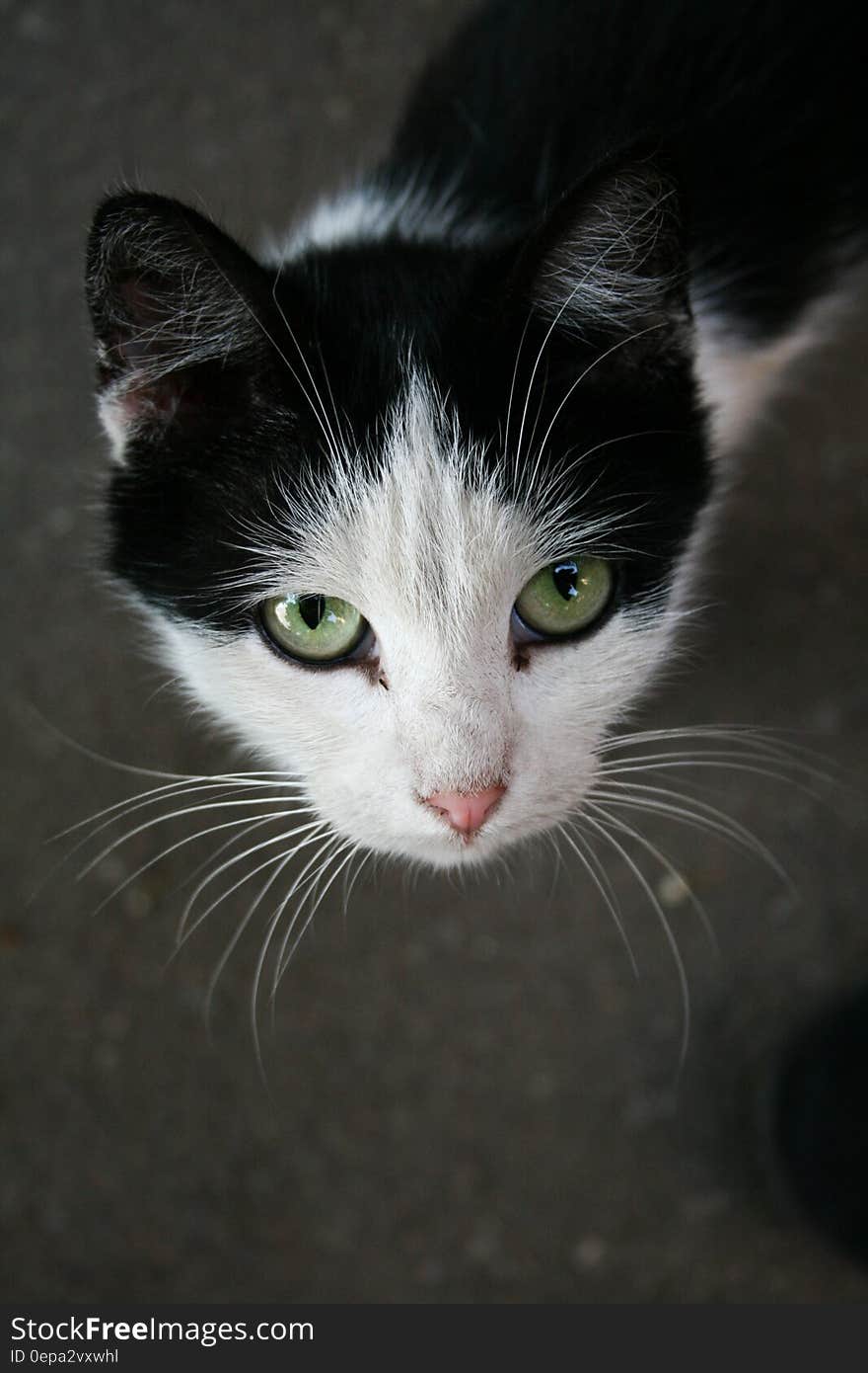 Close-up Portrait of Cat