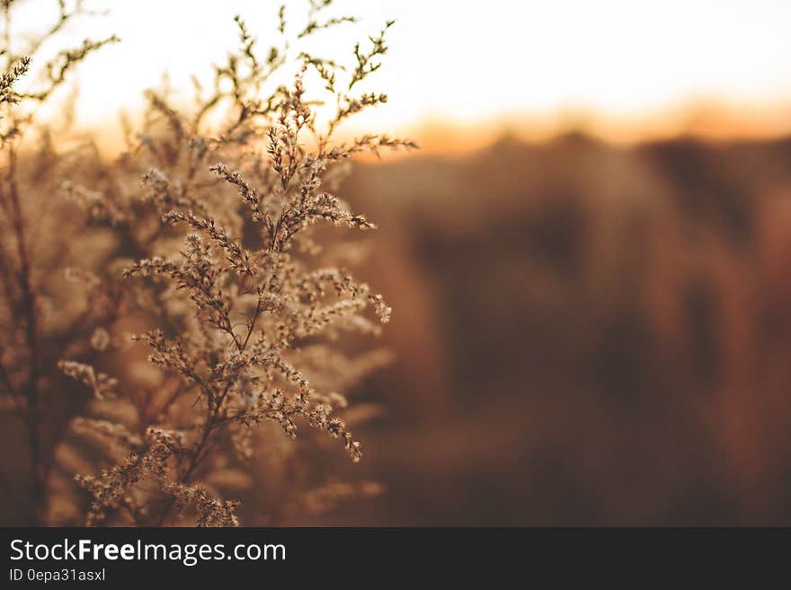 Closeup of budding plants in the countryside at sunset.