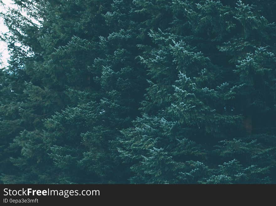 Scenic view of leafy green trees in forest of evergreen conifer trees. Scenic view of leafy green trees in forest of evergreen conifer trees.