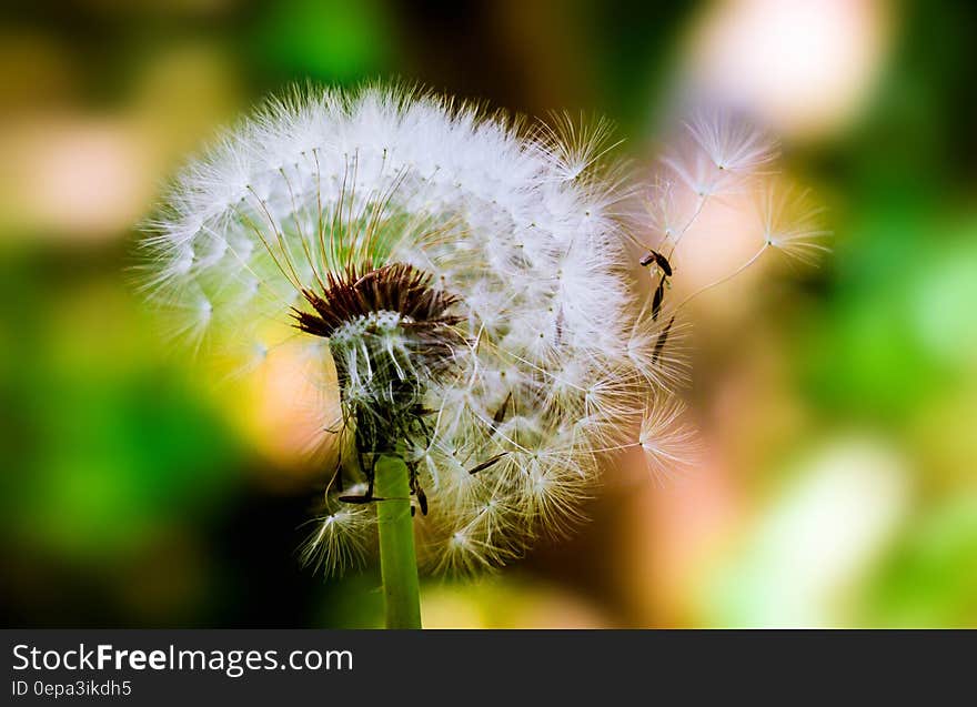 Seeds blowing off dandelion flower head with green bokeh background. Seeds blowing off dandelion flower head with green bokeh background.