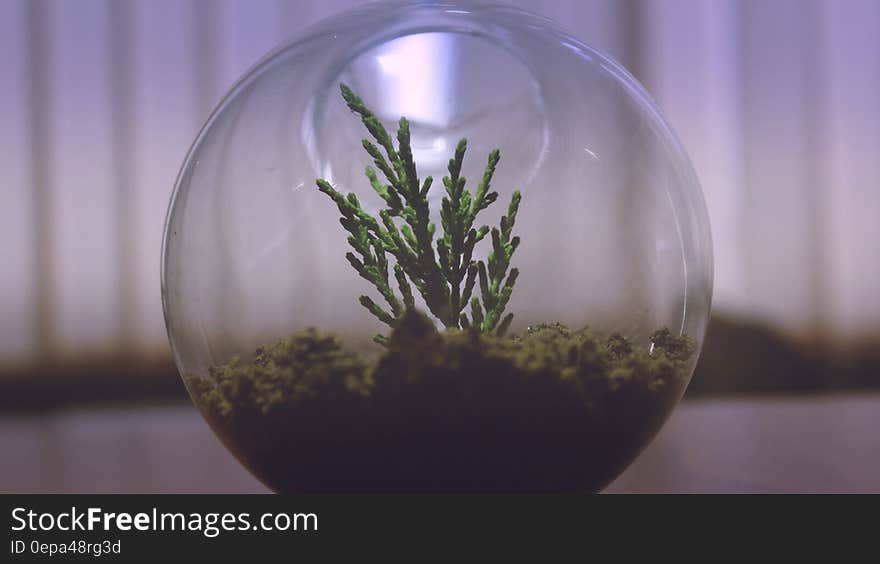 Small plant inside terrarium indoors.