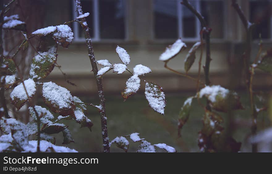 Close-up of Snow on Plants during Winter