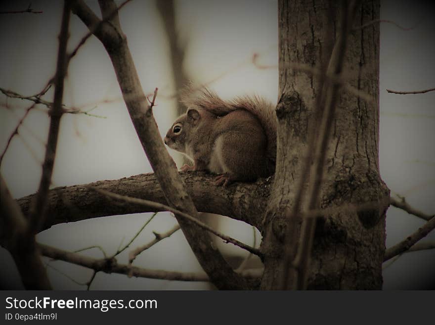 Profile of red or grey squirrel sitting in bare tree branches. Profile of red or grey squirrel sitting in bare tree branches.