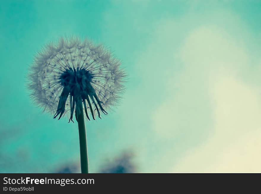 Close-up of Dandelion