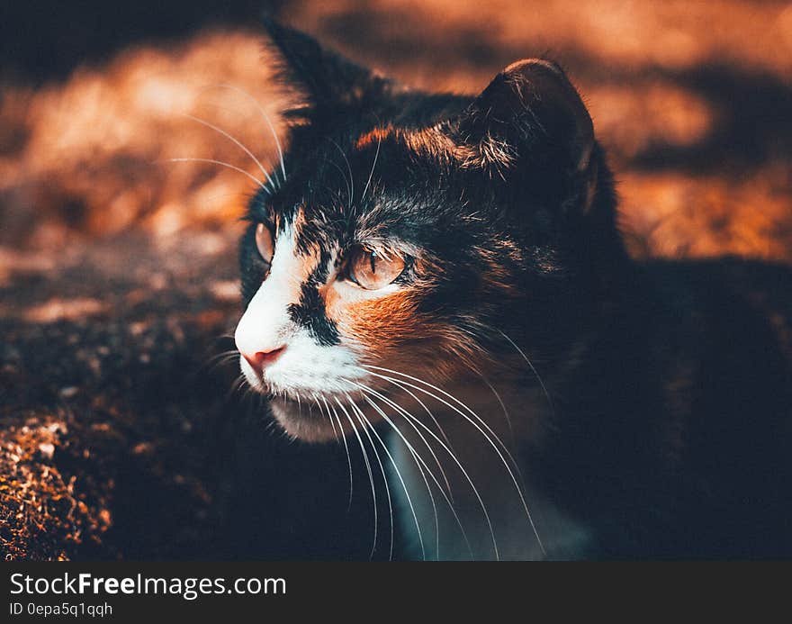 Portrait of domestic calico cat outdoors. Portrait of domestic calico cat outdoors.