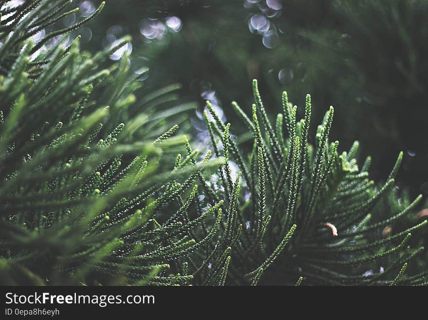 Close-up of Fresh Green Plant