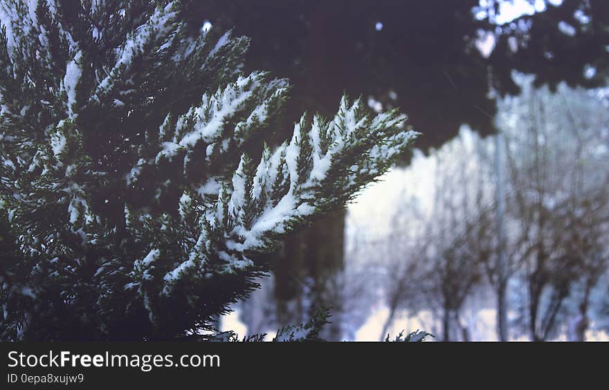 Close-up of Pine Trees in Forest during Winter