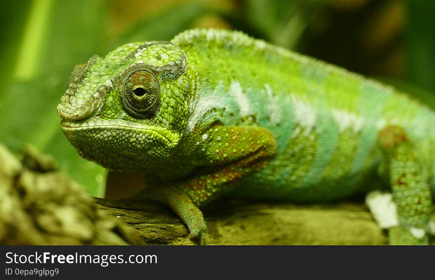 Green chameleon portrait on branch.