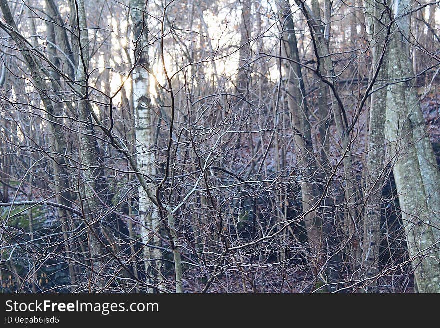 Photo Of Withered Trees