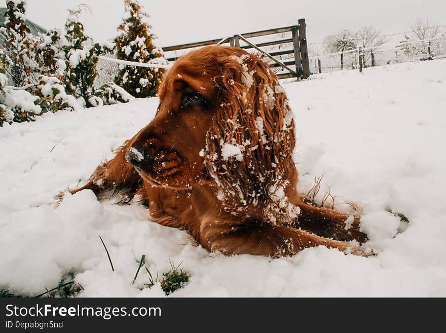 Portrait of golden dog laying and covered in snow in rural field. Portrait of golden dog laying and covered in snow in rural field.