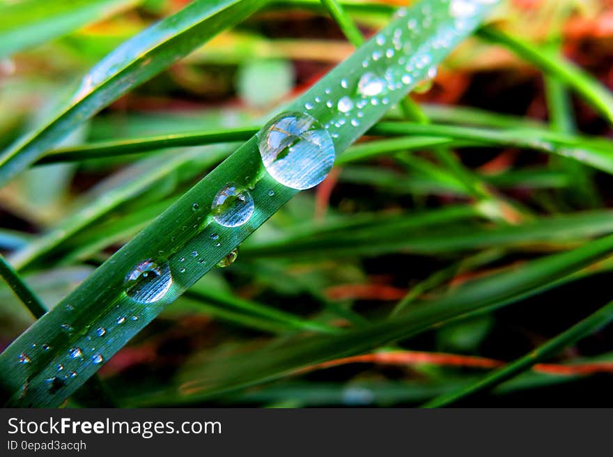 Close-up of Dew Drops on Plant