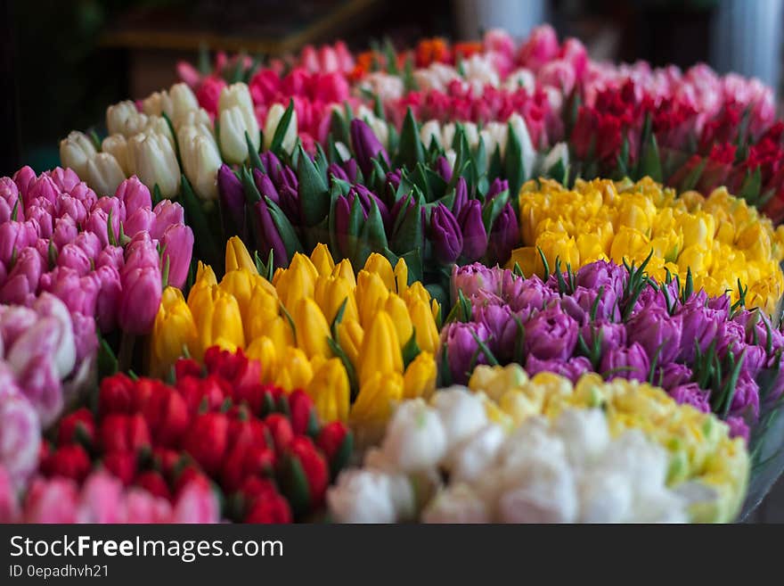 Close-up of Multi Colored Tulips