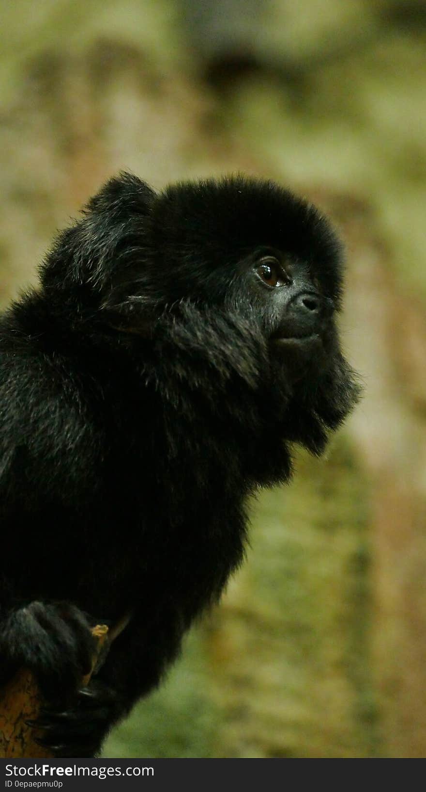 Outdoor portrait of black monkey on sunny day. Outdoor portrait of black monkey on sunny day.