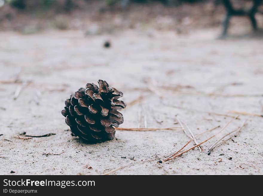 Close up of pine cone and needles in snow outdoors on sunny day. Close up of pine cone and needles in snow outdoors on sunny day.