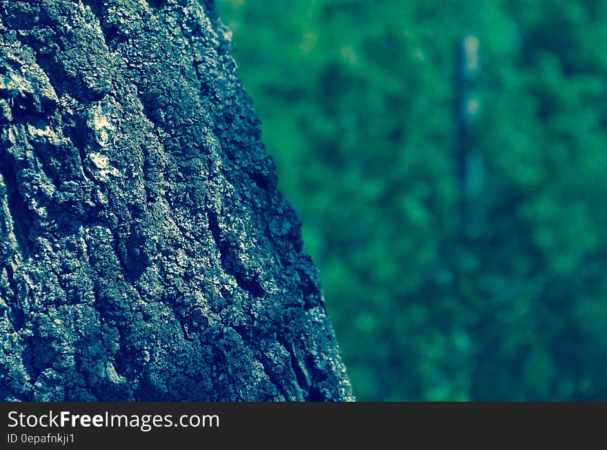 Close-up of Tree