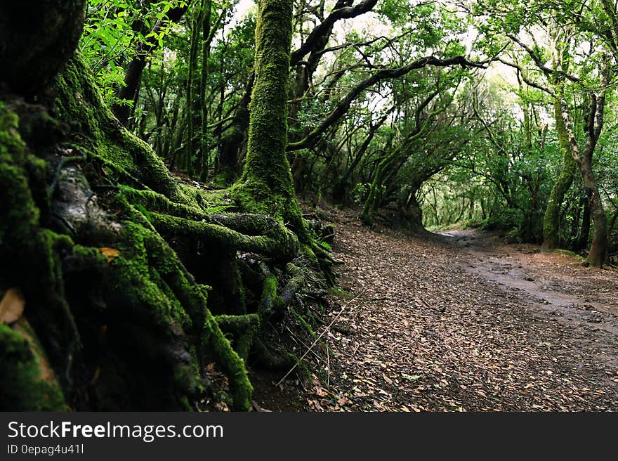 Scenic View of Forest