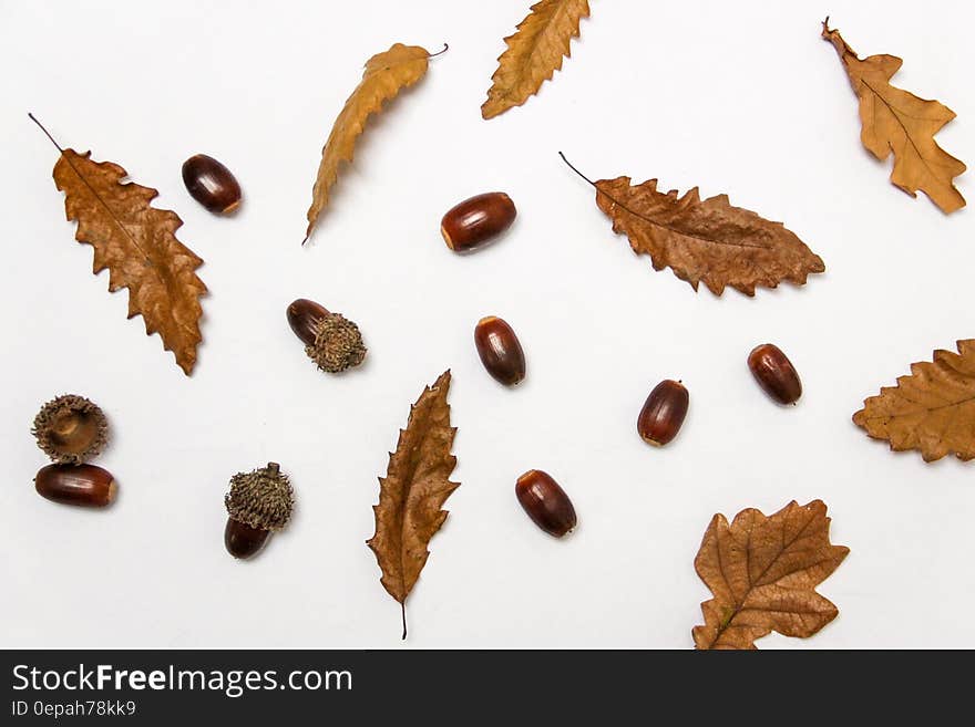 Close-up of Autumn Leaves over White Background