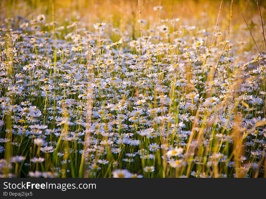 Close-up of Flowers Growing in Field