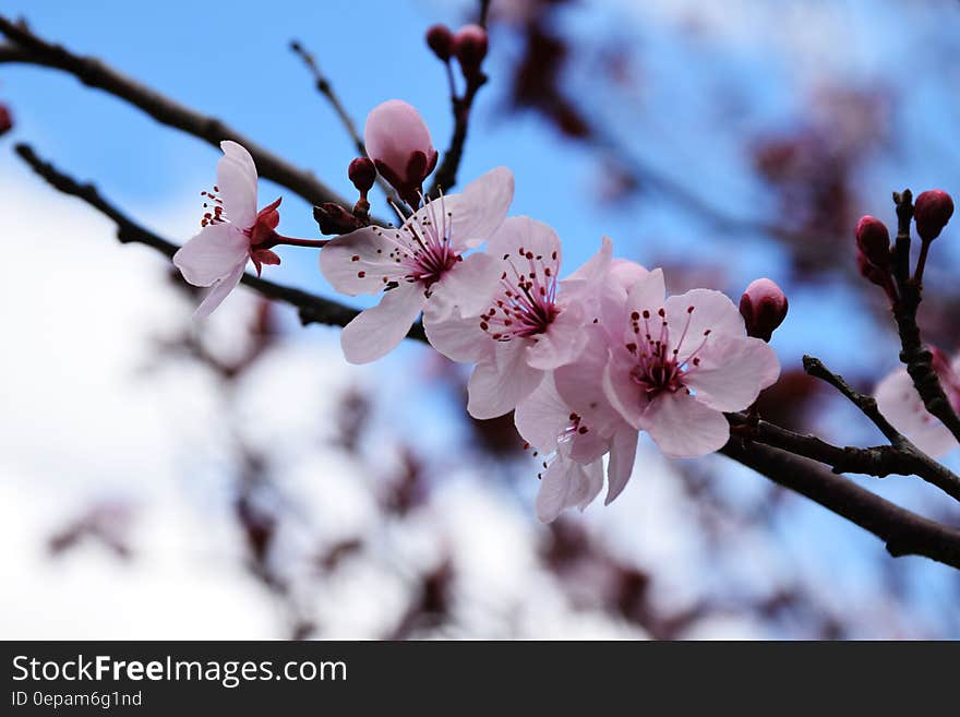 Close up of pink flowers on tree branch against blue skies. Close up of pink flowers on tree branch against blue skies.