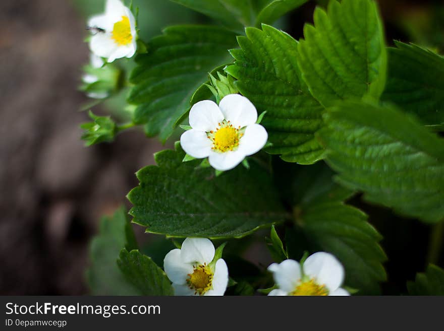 Close-up of Flowers