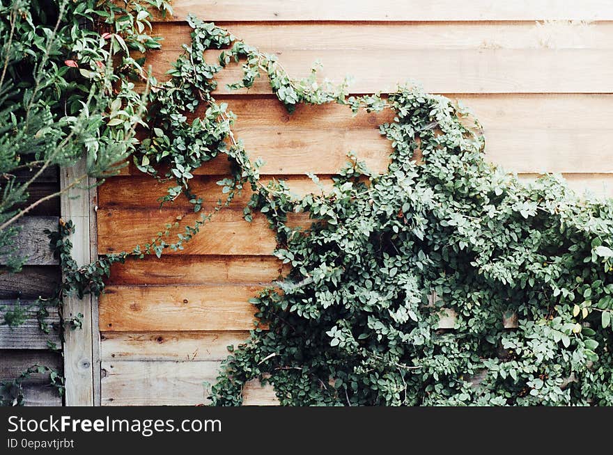 Green ivy growing on wooden slats on fence in sunny day. Green ivy growing on wooden slats on fence in sunny day.