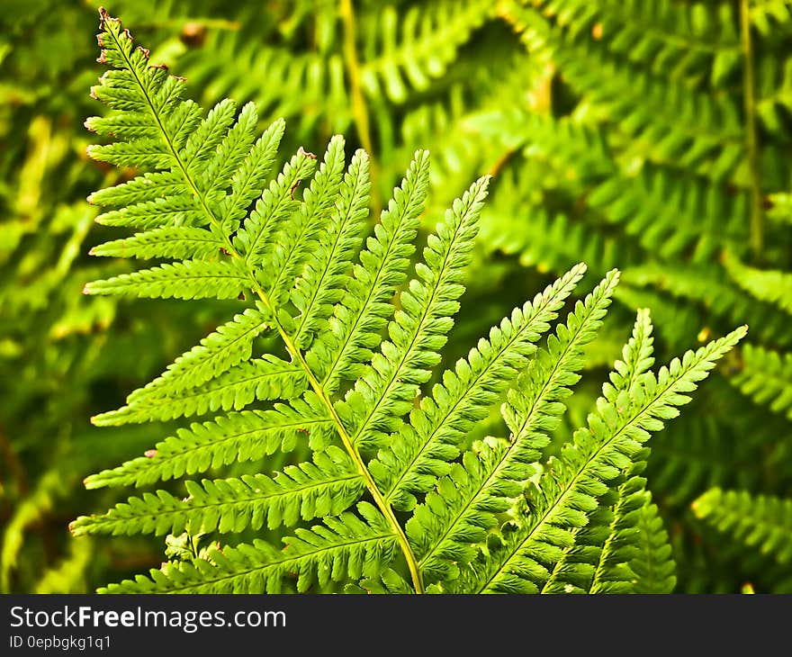 Green Plant Leaf