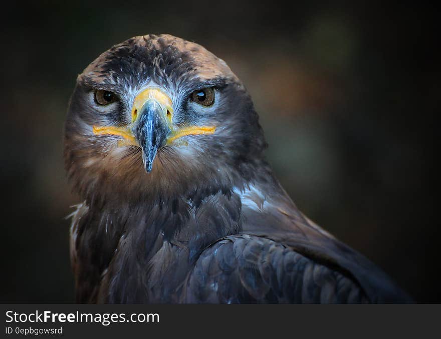 Gray Yellow and White Eagle