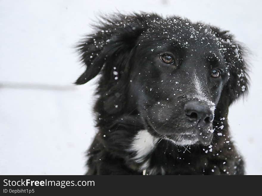 Portrait of black dog outdoors in snow. Portrait of black dog outdoors in snow.