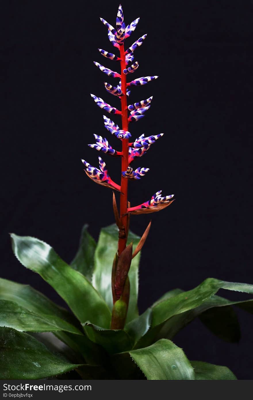 Red and blue bromeliad flower with green foliage on black background.