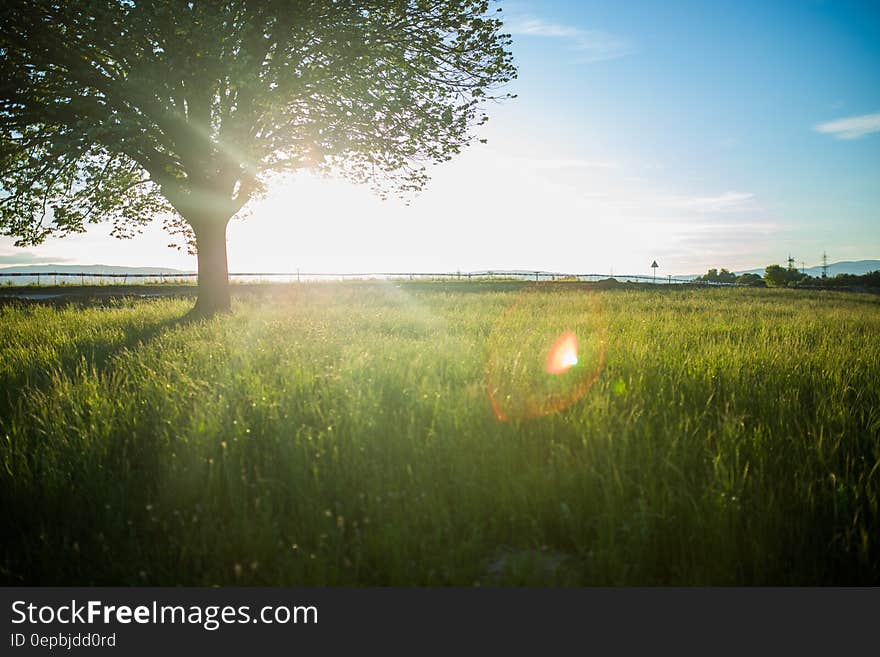 Tree standing in sunlit green country field against blue skies. Tree standing in sunlit green country field against blue skies.