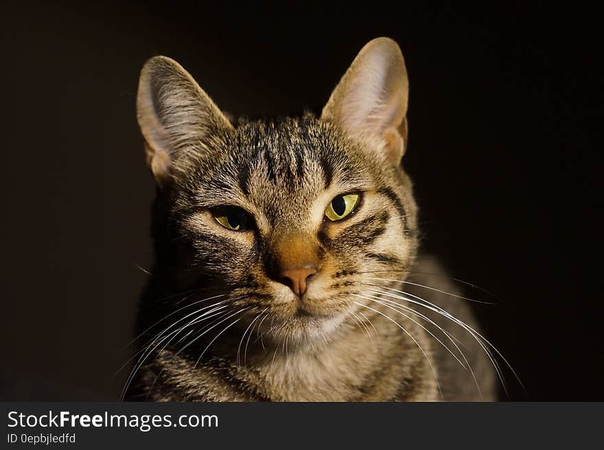 A close up of a housecat sitting in the sunlight. A close up of a housecat sitting in the sunlight.