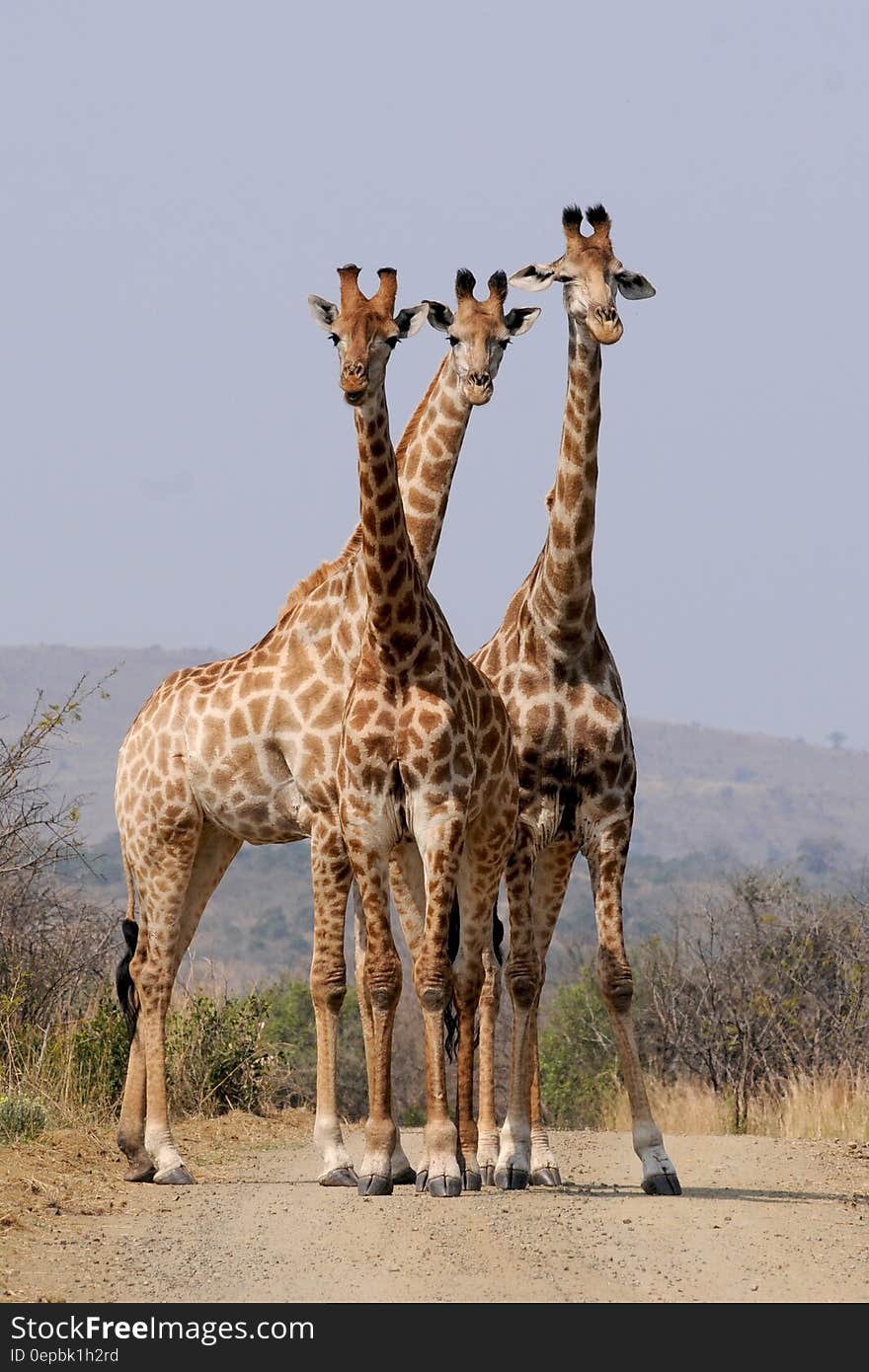 A trio of giraffes standing on a road on the African savanna. A trio of giraffes standing on a road on the African savanna.