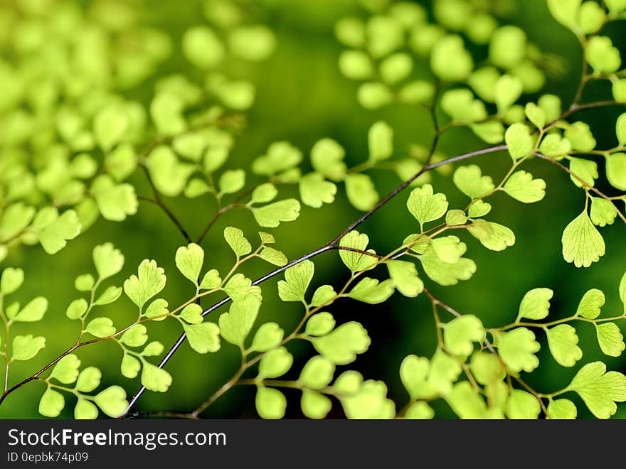 Abstract background of close up on green leaves on branches on sunny day. Abstract background of close up on green leaves on branches on sunny day.