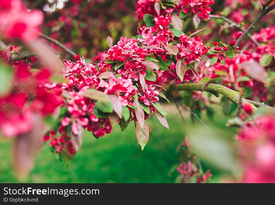 Pink Petaled Flower