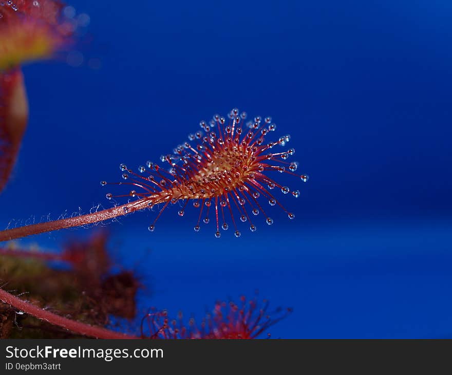 Flower Pollen Stem