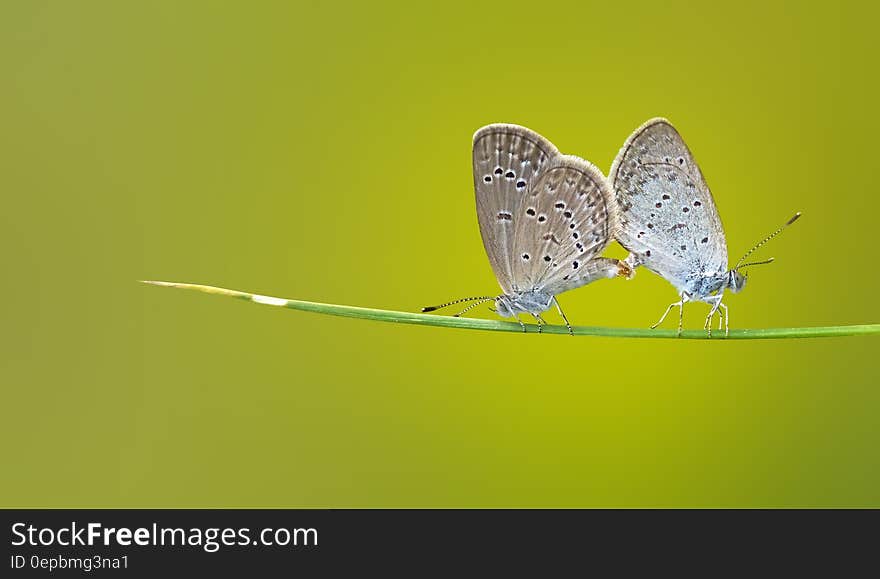 Brown and Black 2 Butterflies on Green Stem